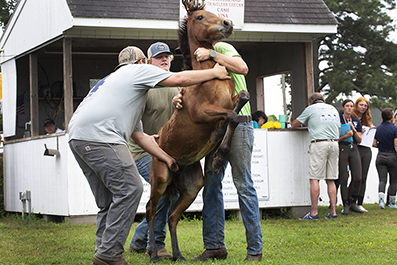 Chincoteague Wild Ponies : 2024 : Photos : Richard Moore : Photographer